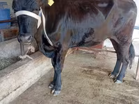 Ko, Russian Black pied cattle — foto 4