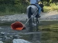 Cavallo, Quarter Horse — foto 5