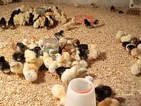 Chickens — تصویر 3