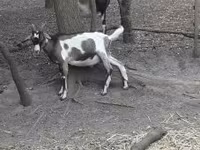 Kozel, Nubian Goat — foto 1