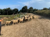 Montone, Pecore — foto 3