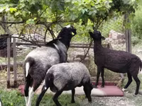 भेड़, Romanov sheep — फ़ोटो 1