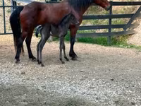 Kobyła, Rocky Mountain Horse — zdjęcie 8