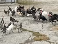 Turkeys — Foto 3
