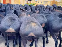 แกะตัวผู้, Baerchuke sheep — รูปภาพ 2