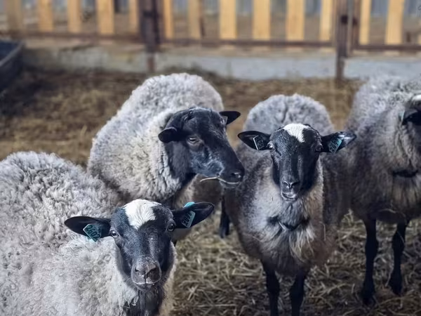 Sheep, Sheep