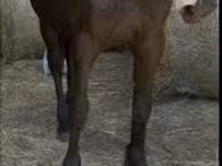 Hingst, Friesian — foto 3