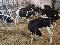 Toro, Simmental cattle — foto 1