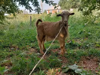 公山羊, Goats — 照片 1