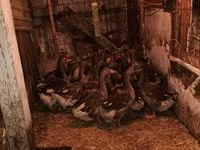 Geese — عکس 3