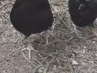 Chickens — عکس 5