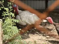 Turkeys — photo 2
