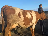 Ko, Simmental cattle — foto 5