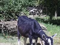 Capra, Alpine goat — foto 1