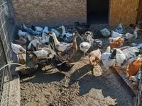 Ducks — Foto 1