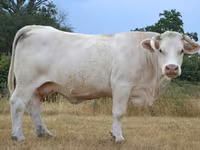 Ko, Charolais cattle — foto 2