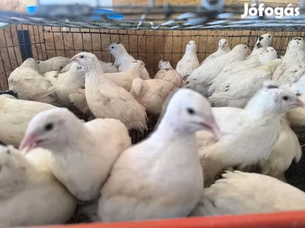இங்கிலிஷ் வெள்ளை