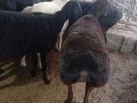 Schaap, Hissar sheep — foto 5