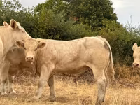 Бик, Charolais cattle — снимка 1