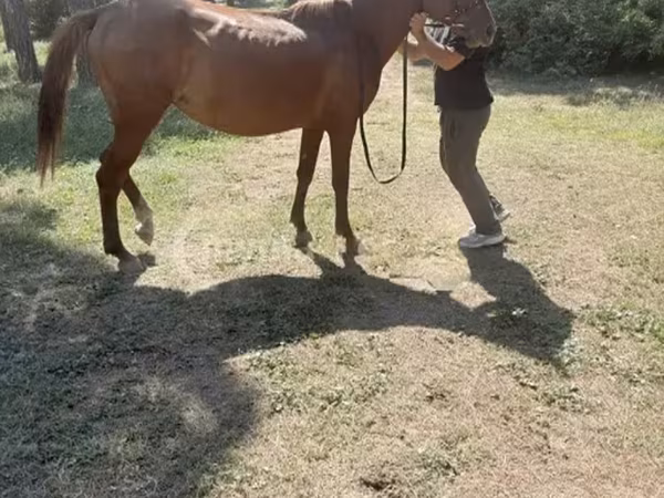 Cavalla, Cavalli