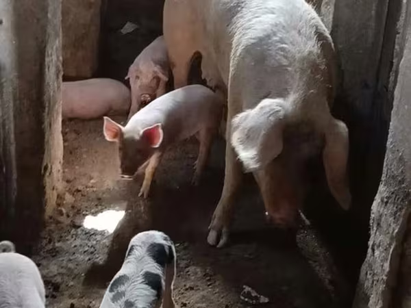Porci (lot, sex nespecificat), Porci — Uzbekistan