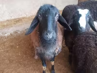 Widder, Jaidara sheep — Foto 4