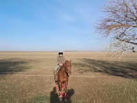 Ձի, Ձիեր — լուսանկար 2