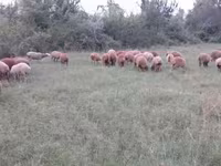 Owce (partia, płeć nieokreślona), Owce — zdjęcie 3