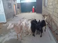 Koza, Kozy — foto 1