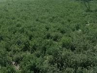 গবাদি পশু (দল, লিঙ্গ উল্লেখ নেই), গরু — ছবি 1