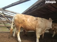 Dibi, Simmental cattle — sawirka 5