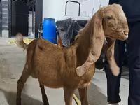 ወንድ ፍየል, Kamori goats — ፎቶ 1