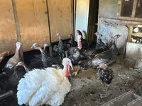 Turkeys — снимка 2