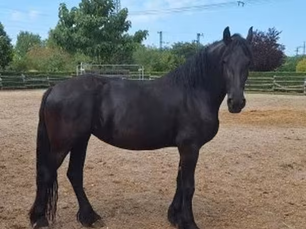 Merrie, Friesian