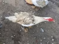Ducks — عکس 2