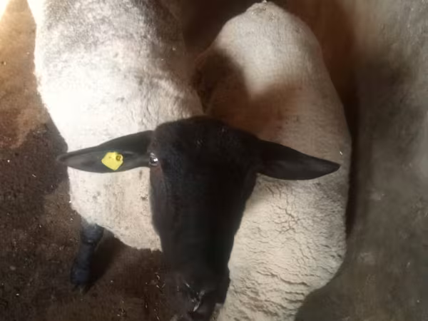 Κριός, White Suffolk sheep