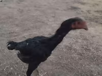Chickens — 사진 3