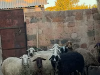 암양, 양 — 사진 2