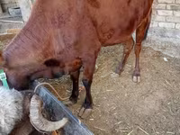گاو ماده, گاو — عکس 2