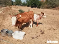 Lo’, Simmental cattle — sawirka 5