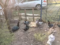 Ducks — Foto 7