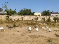 Chickens — รูปภาพ 2