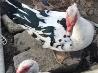 Ducks — foto 1