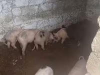 Kanec, Prasata — foto 1