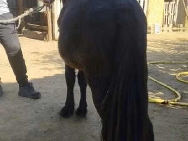 수말, 말
