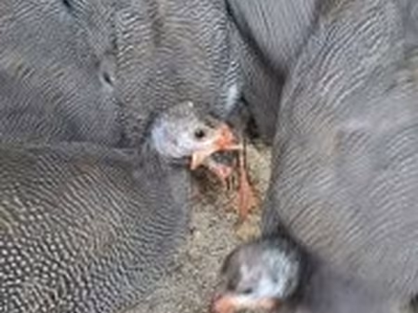 Guinea fowl