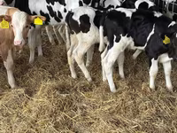 گاو نر, Simmental cattle — عکس 4