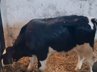 Bou, Russian Black pied cattle — foto 5