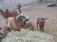 Ram, Cameroon sheep — foto 5