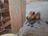 Brahma — foto 2